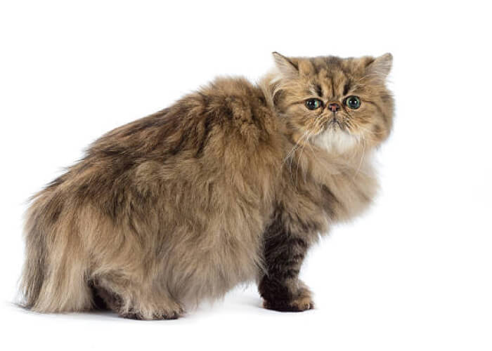 猫（4.0kg）の火葬料金事例