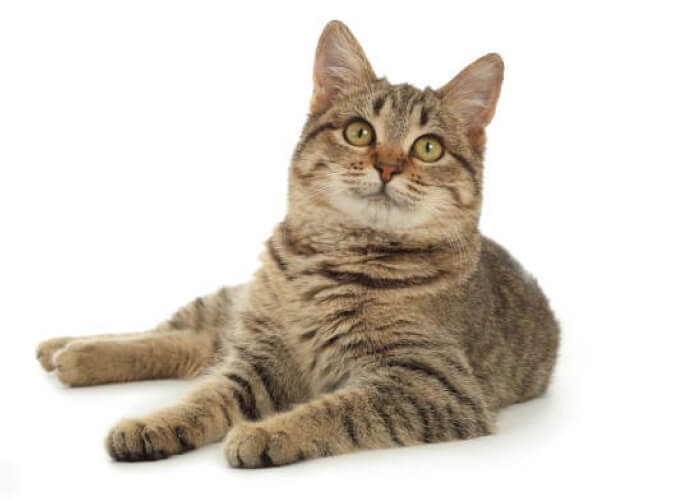 猫(2.0kg)の火葬料金事例